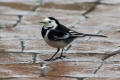 Pied Wagtail