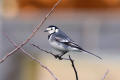 Pied Wagtail