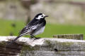 Pied Wagtail