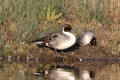 Pintail