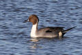 Pintail