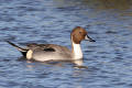 Pintail