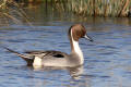 Pintail