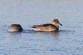 Pintail