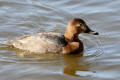 Pochard