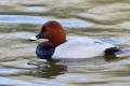 Pochard