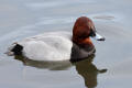 Pochard