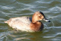 Pochard