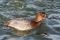 Pochard