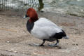 Pochard