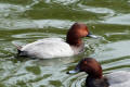 Pochard