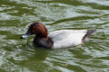 Pochard