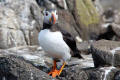 Puffin