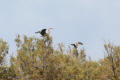 Purple Heron