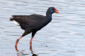 Purple Swamphen