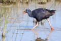 Purple Swamphen