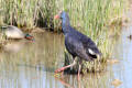 Purple Swamphen