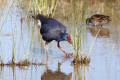 Purple Swamphen