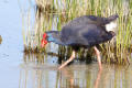 Purple Swamphen