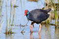 Purple Swamphen