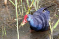 Purple Swamphen