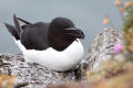 Razorbill