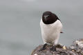 Razorbill