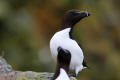 Razorbill