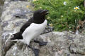 Razorbill