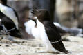 Razorbill