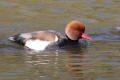 Red-crested Pochard