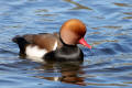 Red-crested Pochard