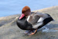 Red-crested Pochard