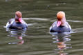 Red-crested Pochard