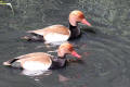 Red-crested Pochard