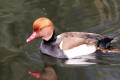 Red-crested Pochard