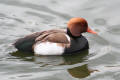 Red-crested Pochard