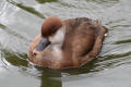 Red-crested Pochard