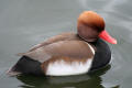 Red-crested Pochard