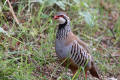 Red-legged Partridge