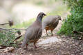 Red-legged Partridge