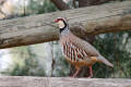 Red-legged Partridge