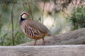 Red-legged Partridge