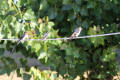 Red-rumped Swallow