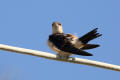 Red-rumped Swallow