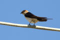 Red-rumped Swallow