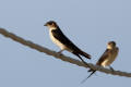 Red-rumped Swallow