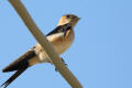 Red-rumped Swallow