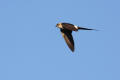 Red-rumped Swallow