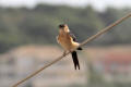 Red-rumped Swallow